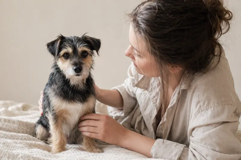 Ein aufmerksamer Small Greek Domestic Dog steht in natürlicher Haltung vor hellem Hintergrund und wird als realistisches Hundeportrait gezeigt.
