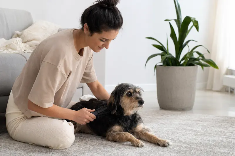 Ein Small Greek Domestic Dog wird in einer hellen Wohnung liebevoll gebürstet und gepflegt.