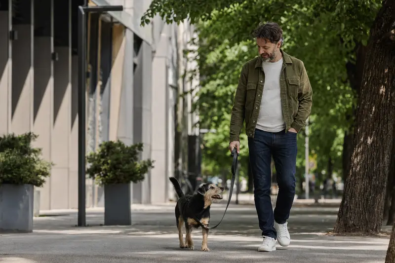 Ein Small Greek Domestic Dog läuft entspannt an der Leine mit seinem Besitzer durch eine saubere moderne Stadtstraße.