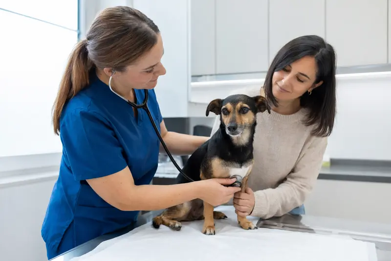 Eine Tierärztin untersucht einen ruhigen Small Greek Domestic Dog mit dem Stethoskop, während der Besitzer in der modernen Tierarztpraxis beruhigend danebensteht.