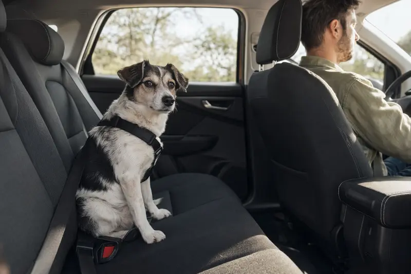 Ein Small Greek Domestic Dog sitzt sicher angeschnallt auf der Rückbank eines Autos, während der Besitzer ruhig fährt.