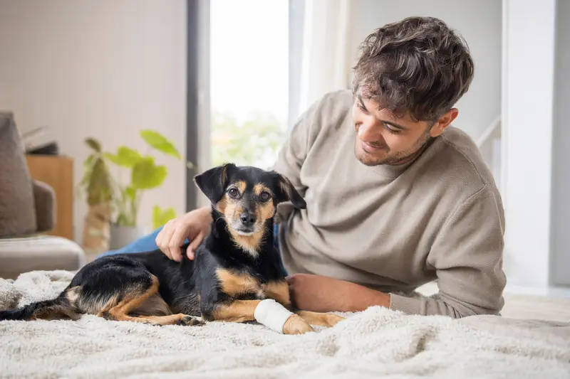 Ein Small Greek Domestic Dog mit leicht verbundenen Pfote liegt ruhig auf einer Decke, während sein Besitzer erleichtert neben ihm sitzt.