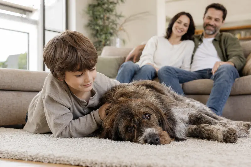 Ein Somerset Harrier Hund liegt entspannt neben einem Kind im Wohnzimmer, während die Eltern im Hintergrund für eine warme und sichere Familienatmosphäre sorgen.