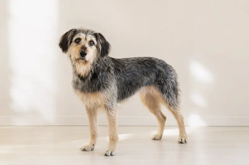 Somerset Harrier Hund in aufmerksamer, natürlicher Haltung vor hellem neutralem Hintergrund als realistisches Tierportrait.