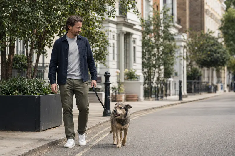 Ein Somerset Harrier Hund läuft an der Leine mit seinem Besitzer durch eine moderne Stadtstraße.