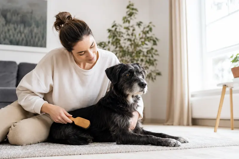 Ein Sort Dyrehund wird zuhause von seinem Besitzer sanft gebürstet, was die liebevolle Fellpflege und verantwortungsvolle Hundegesundheit zeigt.