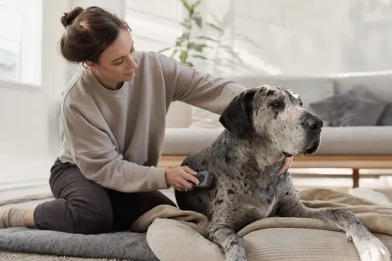 Eine Spanische Dogge wird in einer hellen Wohnung sanft gebürstet, während sich der Besitzer liebevoll um die Fellpflege kümmert.