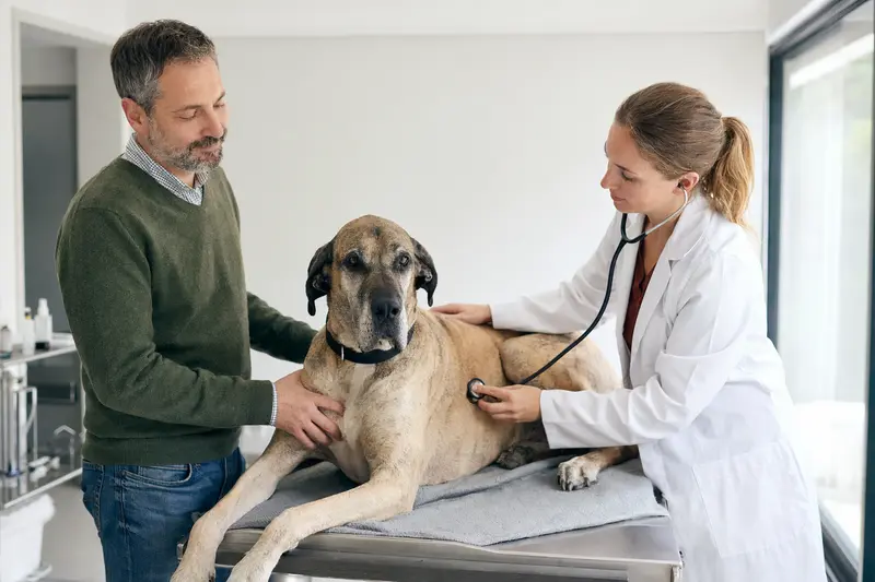 Eine freundliche Tierärztin untersucht eine ruhige Spanische Dogge mit dem Stethoskop, während der Besitzer beruhigend neben dem Untersuchungstisch steht.
