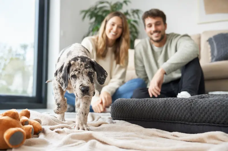 Junger Spanische Dogge Welpe entdeckt neugierig sein neues Zuhause in einer hellen Wohnung mit weicher Decke und Spielzeug.
