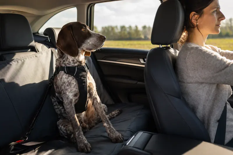 Ein Spanischer Laufhund sitzt sicher angeschnallt auf der Rückbank eines Autos, während sein Besitzer ruhig fährt.