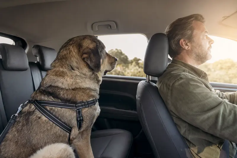 Ein Spanischer Mastiff sitzt sicher angeschnallt auf der Rückbank eines Autos, während der Besitzer ruhig fährt und Sonnenlicht durch das Fenster fällt.
