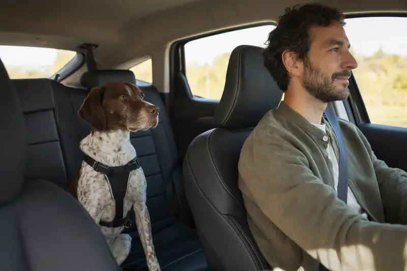 Ein Spanischer Pointer sitzt sicher angeschnallt auf der Rückbank eines Autos, während sein Besitzer fährt.