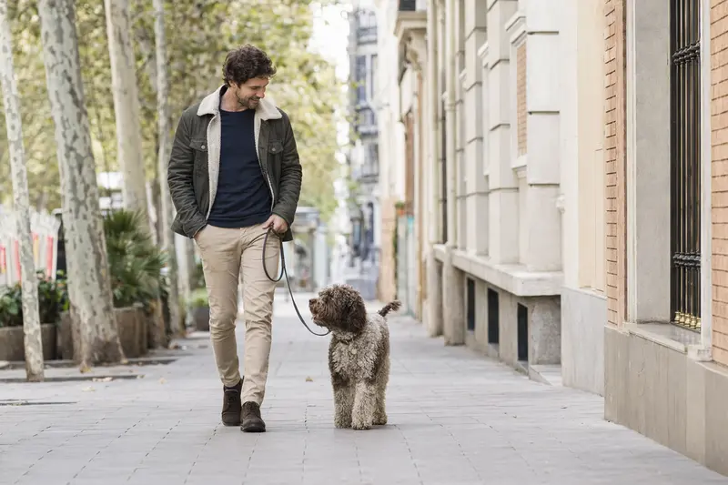 Ein Spanischer Wasserhund läuft an der Leine mit seinem Besitzer durch eine moderne Stadtstraße.