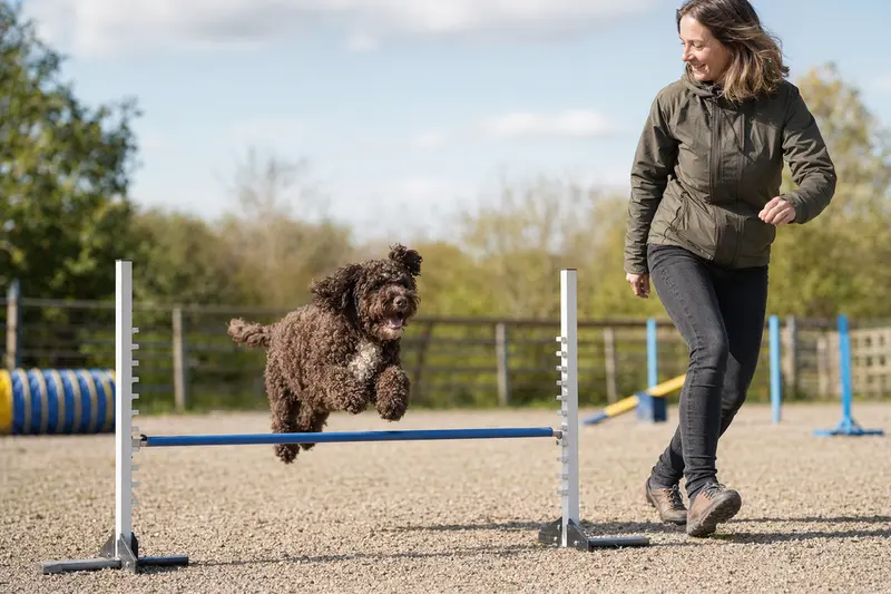 Ein Spanischer Wasserhund springt mit seinem Besitzer über eine kleine Trainingshürde auf dem Hundeplatz.