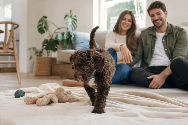 Ein neugieriger junger Spanischer Wasserhund Welpe entdeckt voller Freude seine neue Umgebung mit Spielzeug und einer liebevollen Familie im Hintergrund.