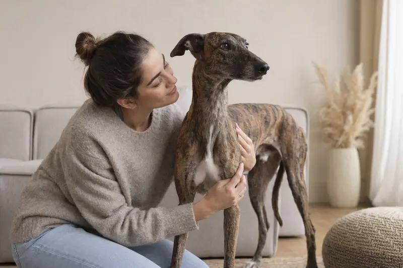 Ein Spanischer Windhund steht aufmerksam in natürlicher Haltung vor hellem neutralem Hintergrund.