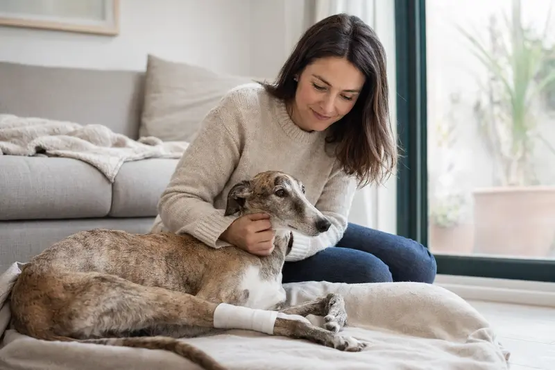 Ein Spanischer Windhund mit leicht verbundenem Vorderlauf liegt ruhig auf einer Decke, während sein Besitzer daneben erleichtert sitzt.