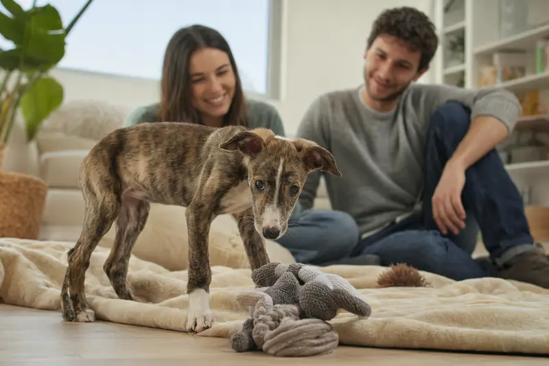 Ein junger Spanischer Windhund-Welpe erkundet neugierig sein neues Zuhause auf einer weichen Decke, während eine liebevolle Familie im Hintergrund sitzt.