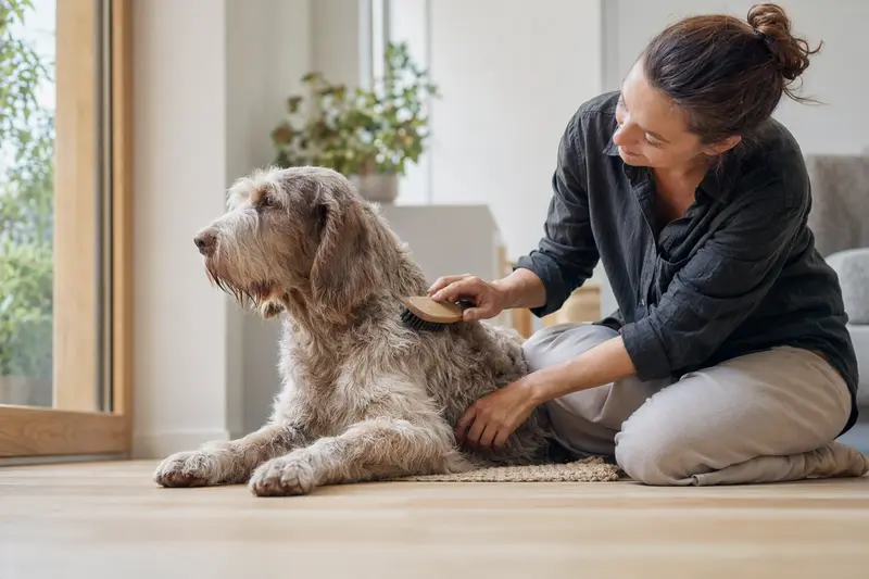 Ein Spinone Italiano wird in einer hellen Wohnung sanft gebürstet, während sein Besitzer das Fell liebevoll pflegt.