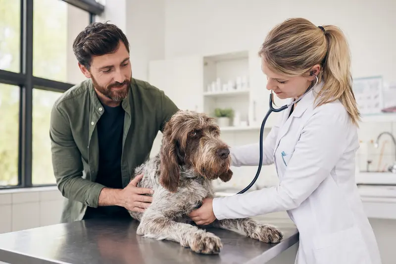 Ein ruhiger Spinone Italiano Hund wird von einer freundlichen Tierärztin mit einem Stethoskop in einer modernen Tierarztpraxis untersucht.