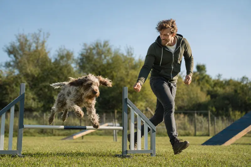 Ein Spinone Italiano springt beim Training mit seinem Besitzer über eine kleine Hürde auf dem Hundeplatz.