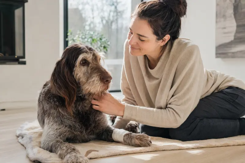 Ein ruhiger Spinone Italiano Hund mit Verband an der Pfote liegt auf einer Decke, während sein Besitzer entspannt neben ihm sitzt.