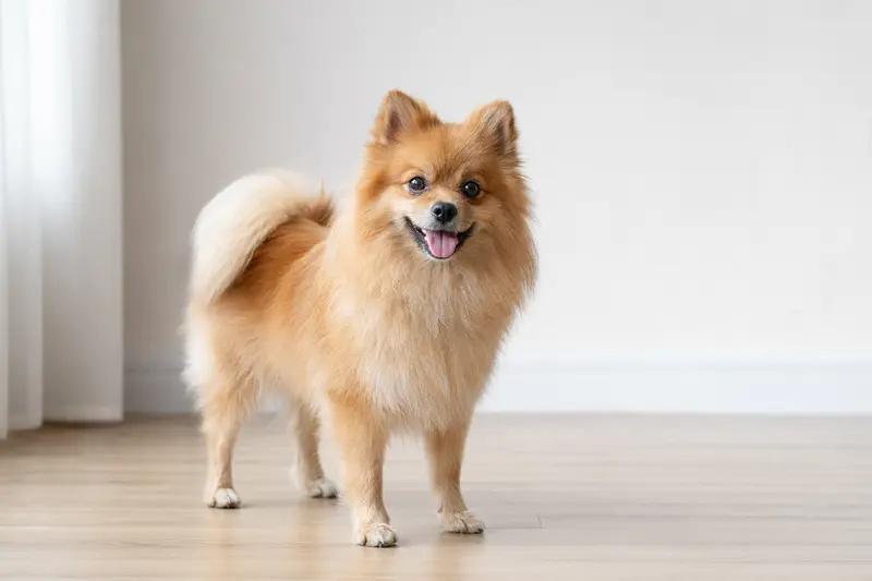 Ein aufmerksamer Spitz Hund steht in natürlicher Haltung vor hellem Hintergrund und zeigt seine typische Fellstruktur im professionellen Tierportrait.