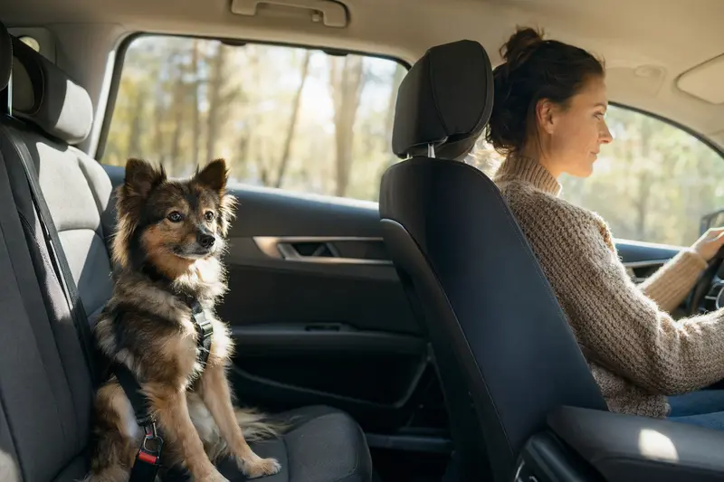 Ein Spitz sitzt sicher angeschnallt auf der Rückbank eines Autos, während der Fahrer ruhig fährt und Sonnenlicht durch das Fenster fällt.