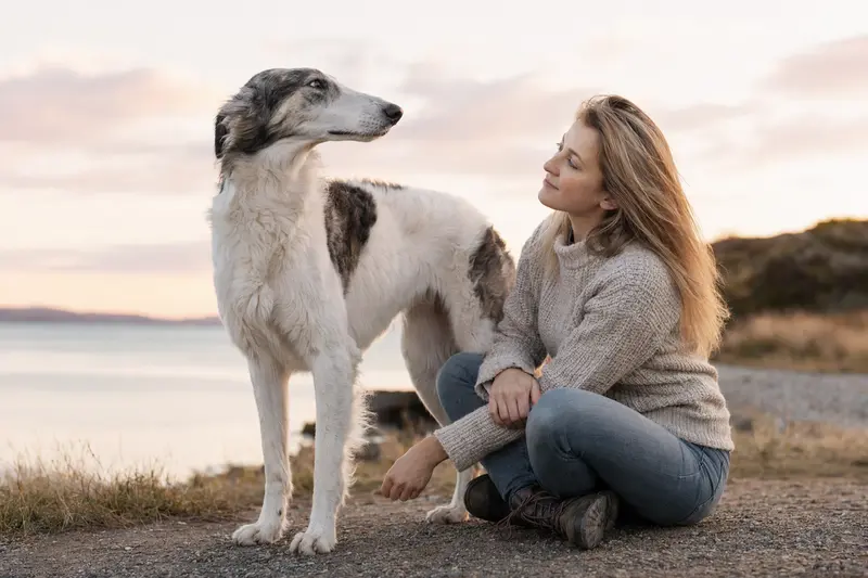 Ein Sredneaziatskaya Borzaya Hund steht aufmerksam vor hellem Hintergrund und zeigt seine typische Körperform und Fellstruktur.