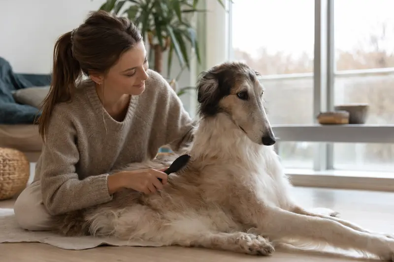 Ein Sredneaziatskaya Borzaya Hund wird in einer hellen Wohnung liebevoll gebürstet und gepflegt.