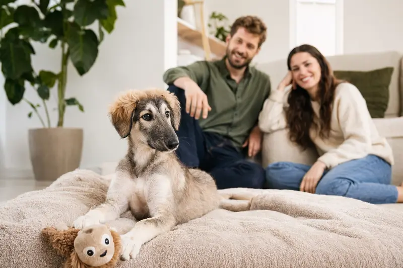 Ein junger Sredneaziatskaya-Borzaya-Welpe entdeckt neugierig sein neues Zuhause in einer hellen Wohnung mit weicher Decke und Spielzeug, während seine Familie im Hintergrund steht.