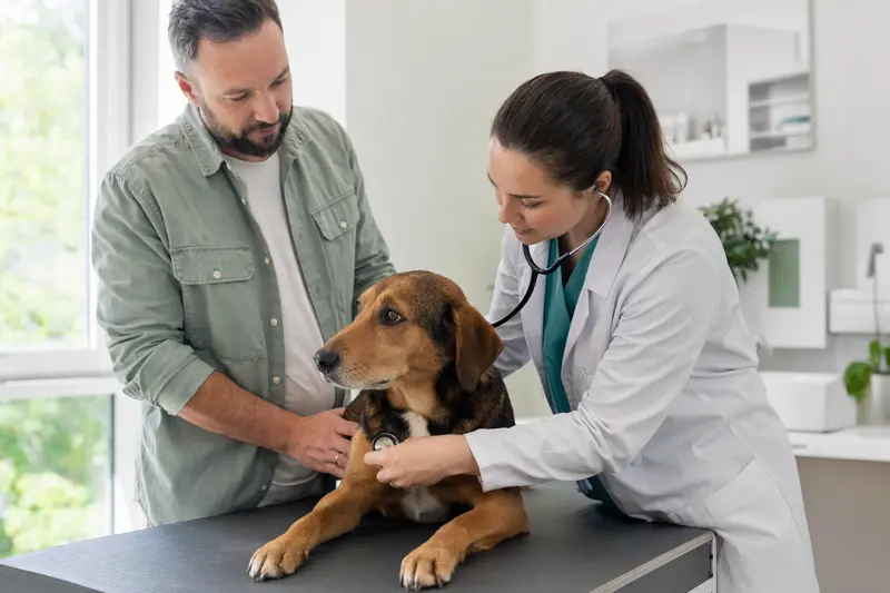 Eine Tierärztin untersucht einen ruhigen Srpski Gonic behutsam mit dem Stethoskop, während der Besitzer in der modernen Tierarztpraxis beruhigend danebensteht.