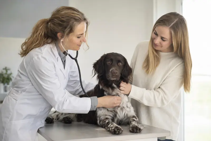 Eine Tierärztin untersucht einen ruhigen Stabij Hund mit dem Stethoskop auf einem Untersuchungstisch in einer modernen Tierarztpraxis.