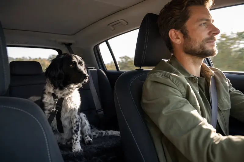 Ein Stabij Hund sitzt sicher angeschnallt auf der Rückbank eines Autos, während der Besitzer ruhig fährt.