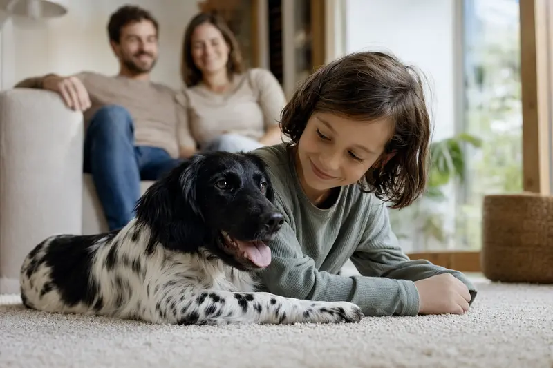 Ein freundlicher Stabyhoun Hund liegt entspannt neben einem Kind im hellen Wohnzimmer, während die Eltern im Hintergrund eine sichere Familienszene abrunden.