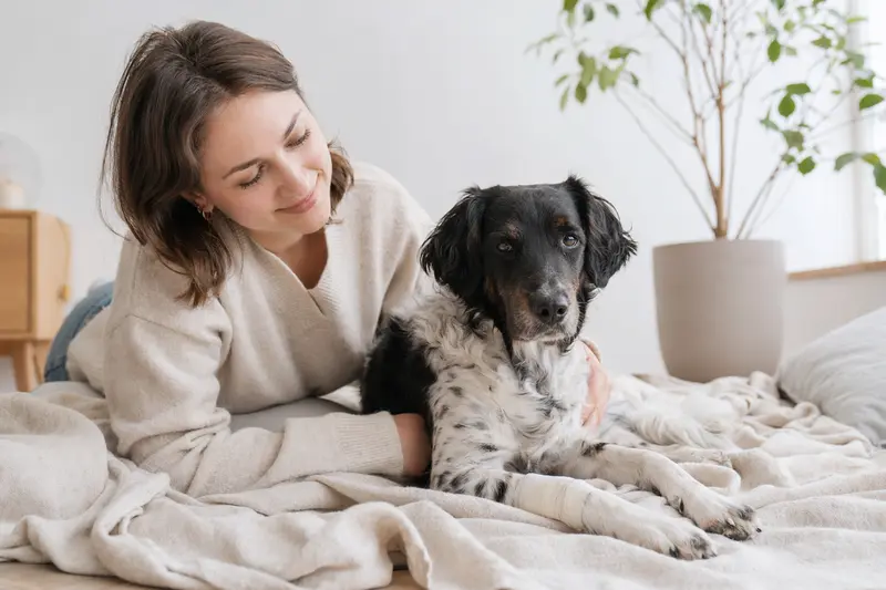 Ein Stabyhoun Hund mit leicht verbundenem Pfötchen liegt ruhig auf einer Decke, während sein Besitzer erleichtert neben ihm sitzt.