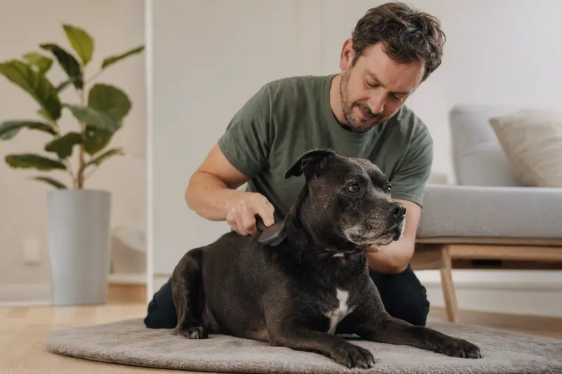 Ein Staffordshire Bull Terrier wird in einer hellen Wohnung sanft gebürstet, während sich der Besitzer liebevoll um die Fellpflege kümmert.
