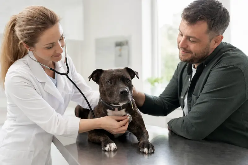 Eine Tierärztin untersucht einen ruhigen Staffordshire Bull Terrier in einer modernen Tierarztpraxis mit dem Stethoskop, während der Besitzer beruhigend danebensteht.