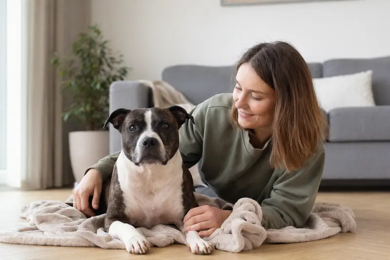 Staffordshire Bull Terrier mit leichtem Verband an der Pfote liegt ruhig auf einer Decke, während sein erleichterter Besitzer neben ihm sitzt.