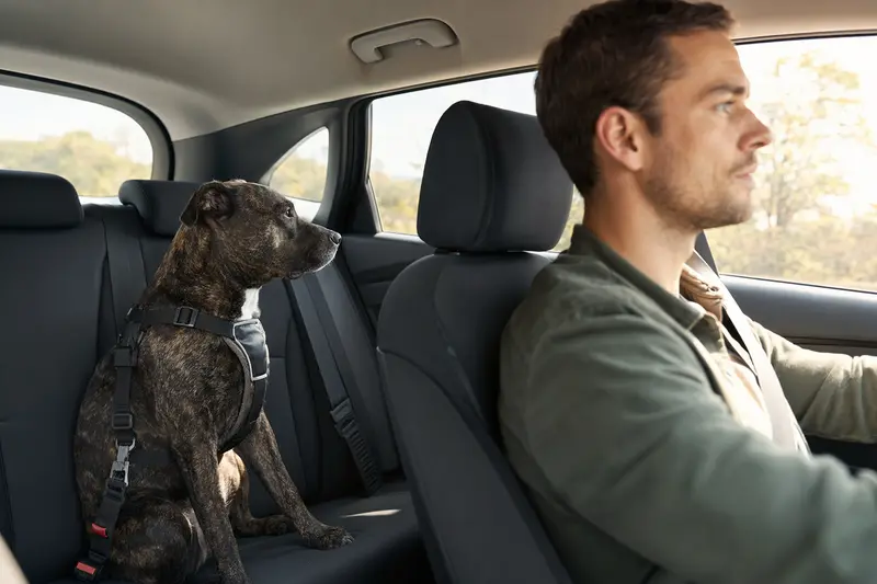 Ein sicher angeschnallter Staffordshire Bullterrier sitzt auf der Rückbank eines Autos, während sein Besitzer fährt.