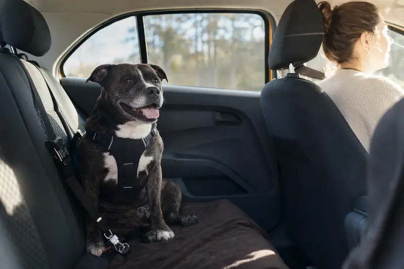 Ein Staffordshire Terrier sitzt sicher angeschnallt auf der Rückbank eines Autos, während der Besitzer ruhig fährt und Sonnenlicht ins Innere fällt.