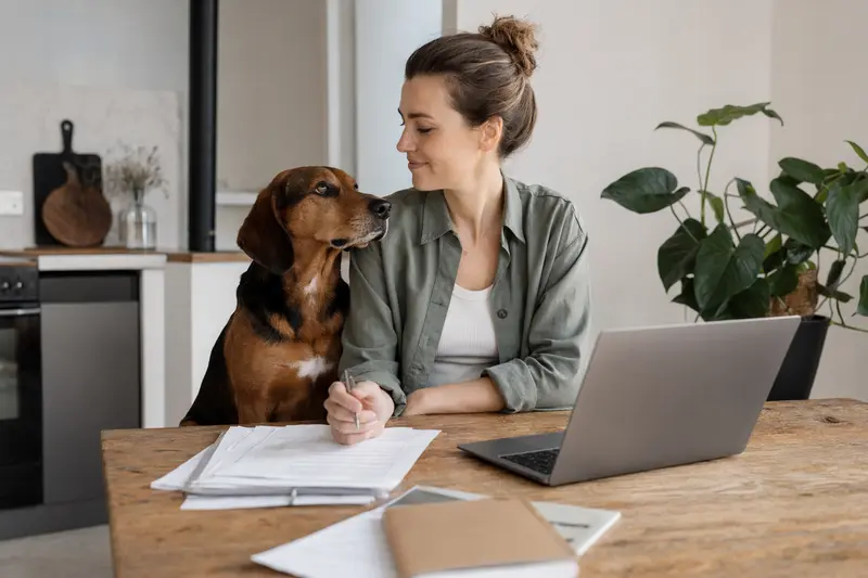 Steirische Bracke sitzt ruhig neben ihrem Besitzer am Küchentisch mit Versicherungsunterlagen und Laptop in einer hellen Wohnung.