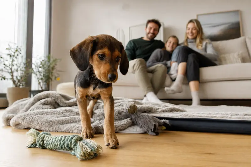 Ein junger Steirische Bracke Welpe erkundet neugierig sein neues Zuhause mit weicher Decke und Spielzeug in einer hellen Wohnung.