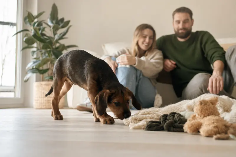 Junger Steirische Rauhhaarbracke Welpe erkundet neugierig sein neues Zuhause auf einer weichen Decke zwischen Spielzeug und seiner Familie im Hintergrund.