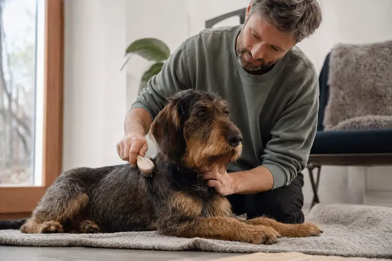 Ein stichelhaariger Bosnischer Laufhund wird in einer hellen Wohnung sanft gebürstet, während sein Besitzer das Fell liebevoll pflegt.