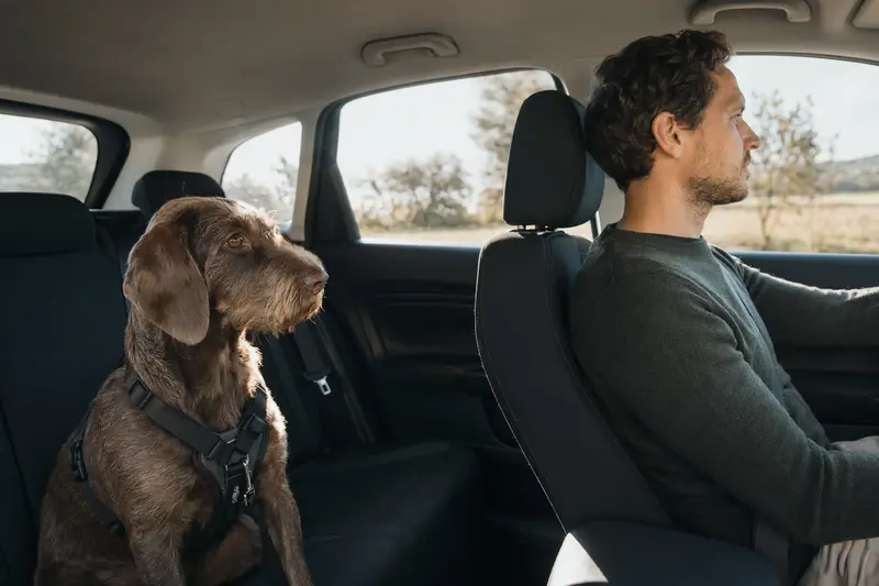 Ein stichelhaariger Bosnischer Laufhund sitzt sicher angeschnallt auf der Rückbank eines Autos und vermittelt verantwortungsvolle Hundesicherung im Straßenverkehr.