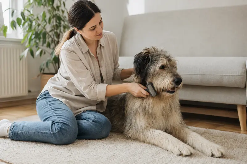 Ein Süd-russischer Owtscharka wird zuhause liebevoll gebürstet, was die regelmäßige Fellpflege und verantwortungsvolle Hundegesundheit zeigt.
