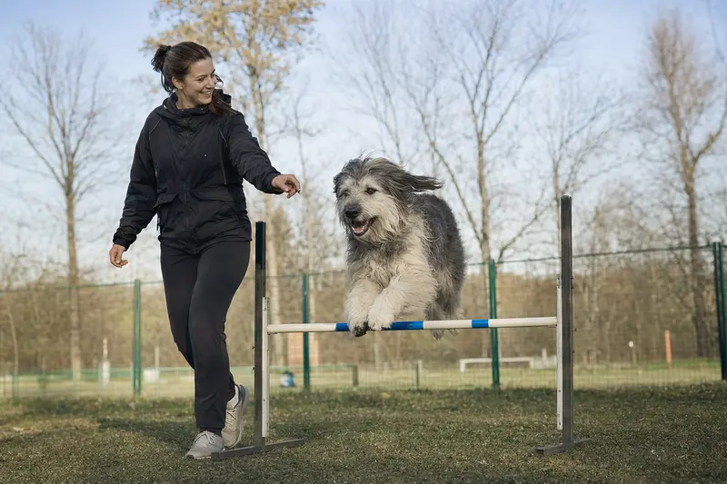 Ein Süd-russische Owtscharka trainiert mit seinem Besitzer an einer kleinen Hürde auf dem Hundeplatz bei sonnigem Wetter.