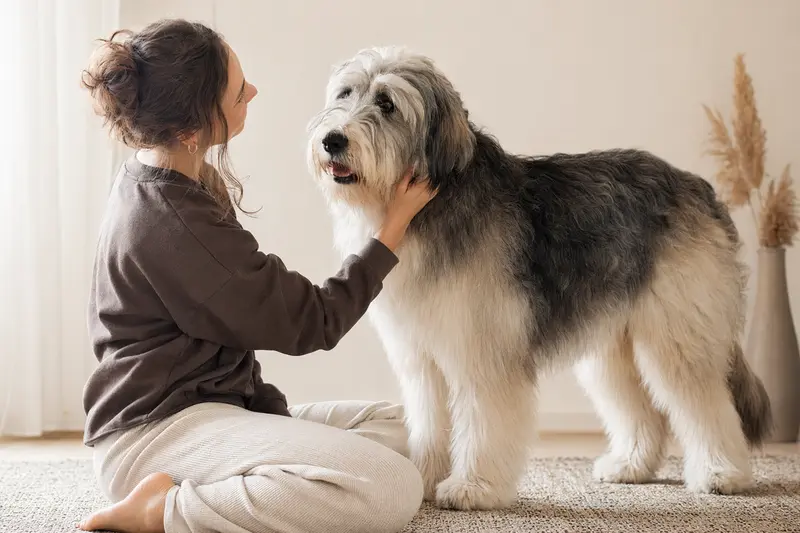 Südrussische Owtscharka Hund in aufmerksamer Haltung vor hellem Hintergrund, als realistisches Tierportrait im seriösen Ratgeberstil.