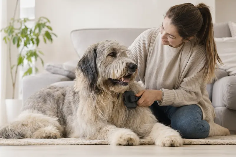 Ein Südrussische Owtscharka wird in einer hellen Wohnung sanft gebürstet, während der Besitzer die Fellpflege liebevoll übernimmt.